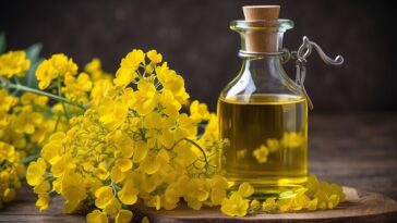 Rapeseed Oil Benefits
